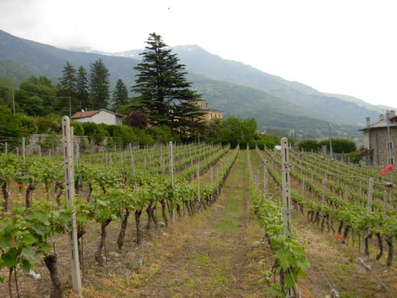 VILLA RIVOLIN - Ambiente esterno VILLA RIVOLIN - Ambiente esterno