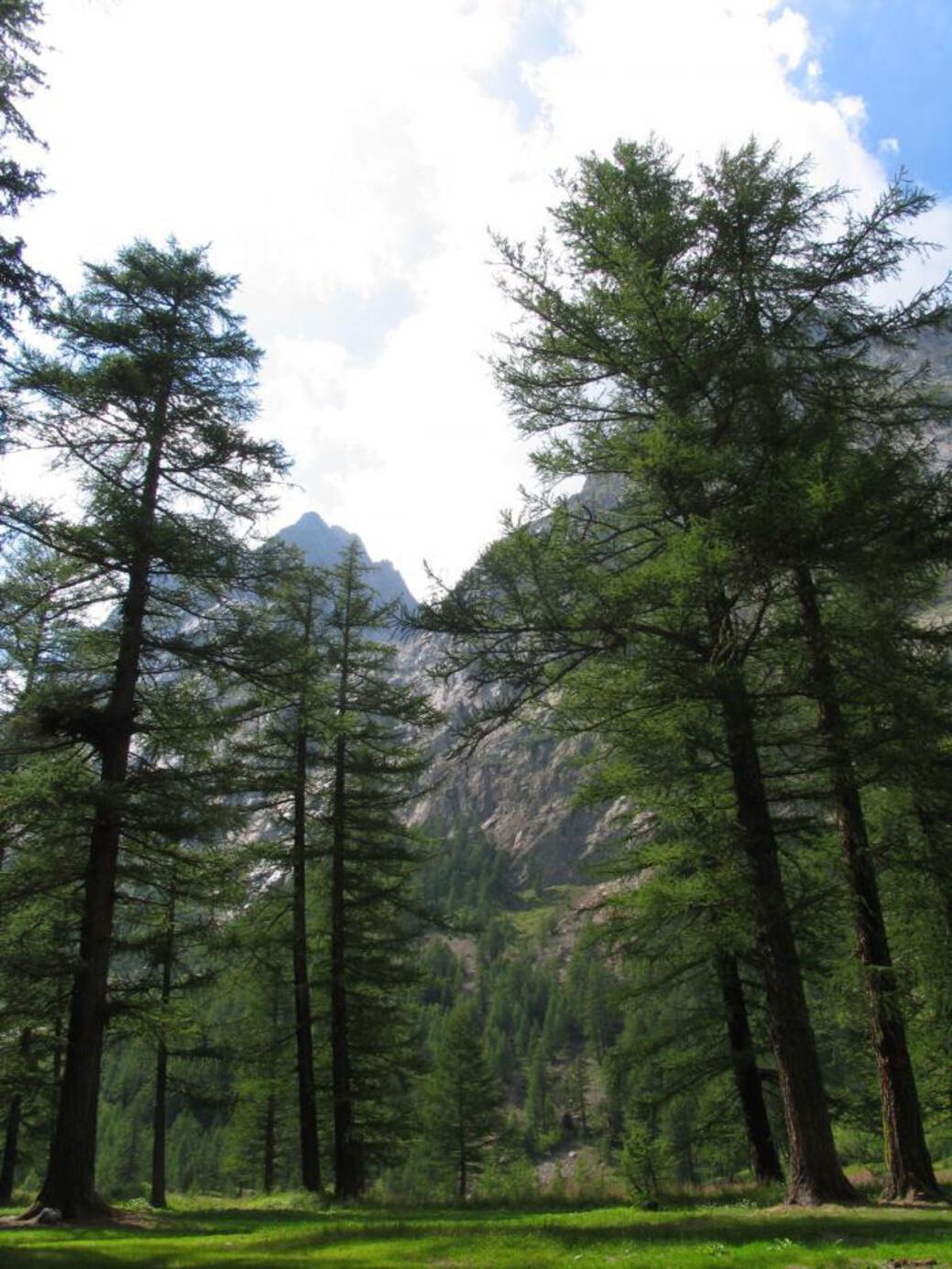 BOSCO DEL PEUTEREY - L'atmosfera BOSCO DEL PEUTEREY - L'atmosfera