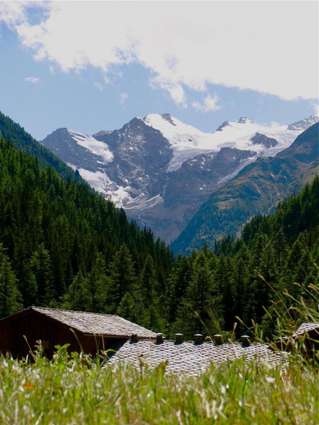 GRAN PARADISO - Vista dalla Valnontey (Cogne) GRAN PARADISO - Vista dalla Valnontey (Cogne)